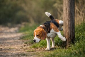 How to Stop Territorial Marking in Beagles (Causes, Triggers & Proven Fixes)