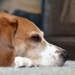 Why Is My Beagle Not Eating? I Didn’t Expect This