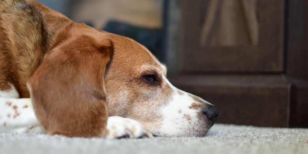Why Is My Beagle Not Eating? I Didn’t Expect This